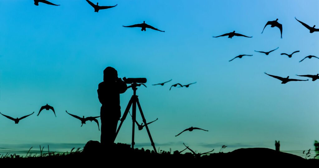 Langebaan Bird Watching